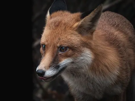 Sly — Хитрый