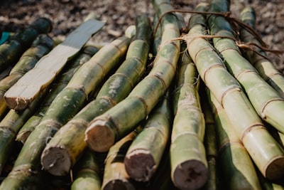 cane sugar — тростниковый сахар
