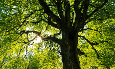 branches — ветки