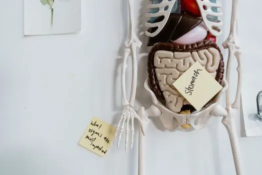 Gallbladder — Желчный пузырь