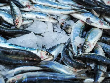 Pilchard — Сардина