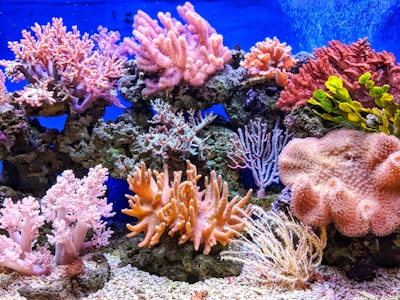 Reef — риф