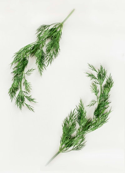 Dill — укроп