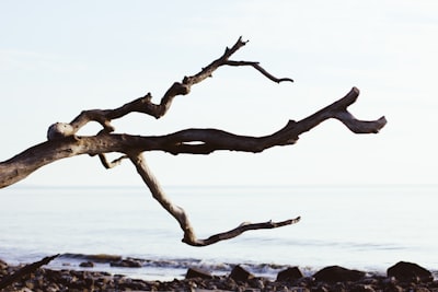 Branch — ветка