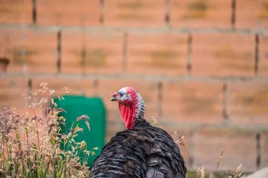 Gobbler — Индюк