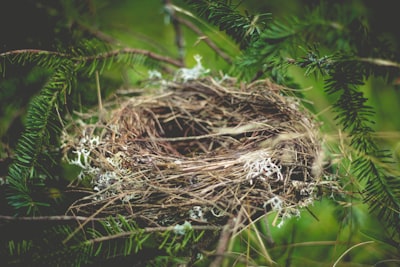 nest — гнездо