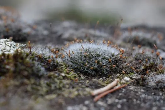 Moss — Мох