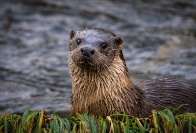 Look like an otter — выглядеть как выдра