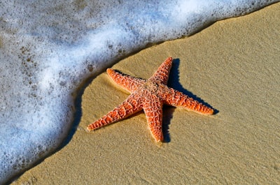 starfish — морская звезда
