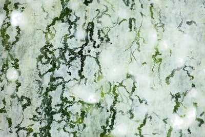 mold spores — споры плесени