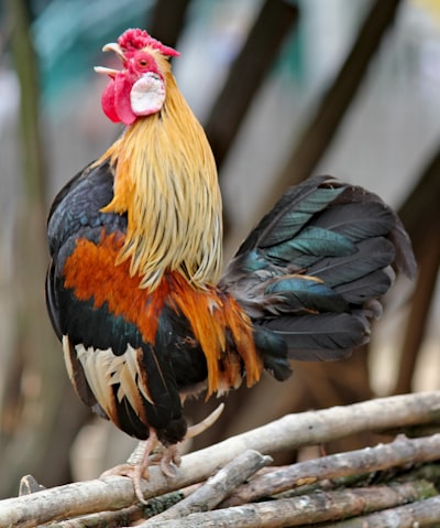 Rooster — петух