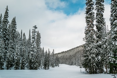 untracked — неотслеживаемый