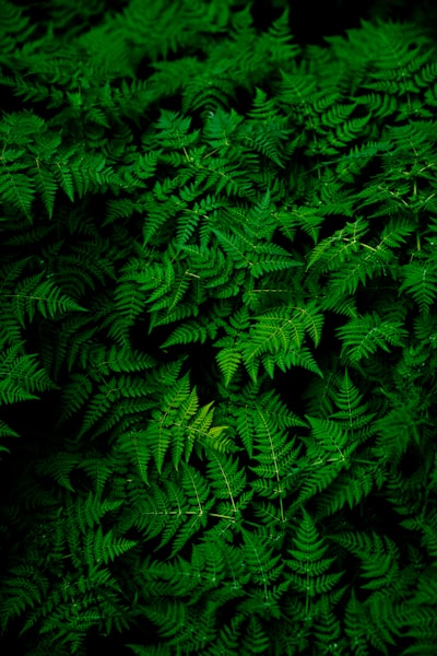 Vert — зелёный