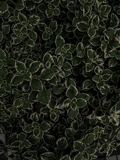 edged — продвигался