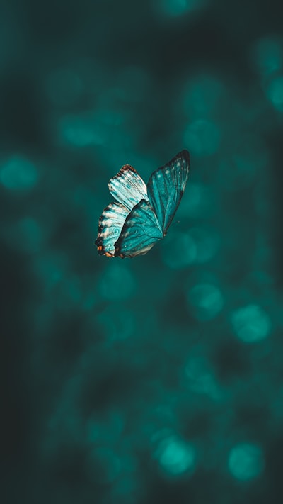 mariposa — бабочка