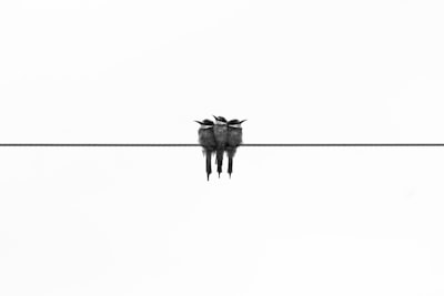 birdsong — пение птиц