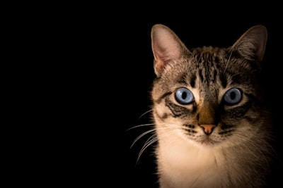 el gato — кот