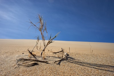 Desolate — пустынный