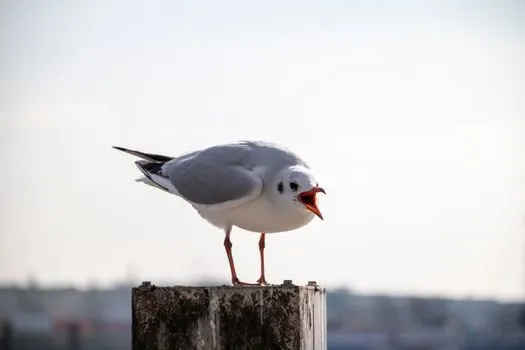 Squawk — Визг