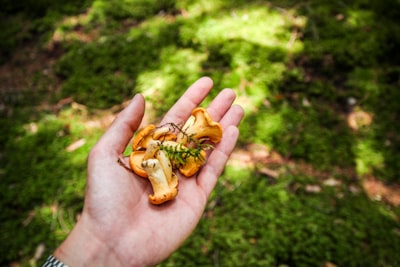 forage — добывать корм