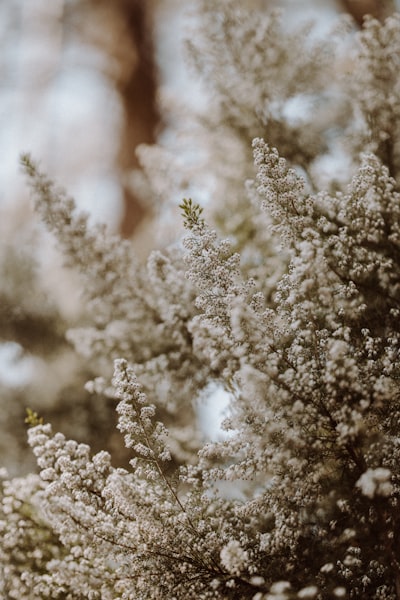 Whimsy — причудливость