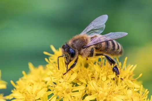 pollinator — опылитель