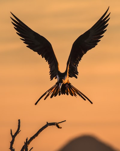 Wings — крылья