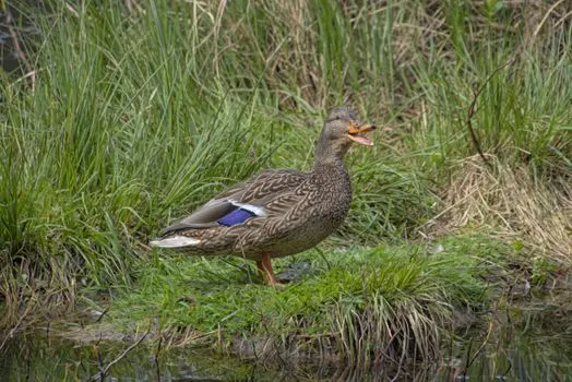 quack — кряканье