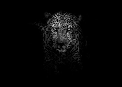 Predator — хищник