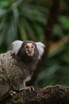 marmoset — мармозетка