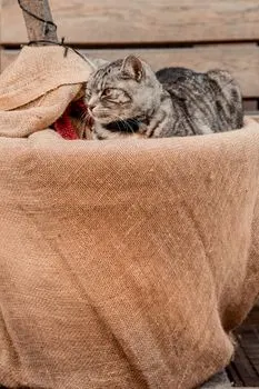kupovati mačku u džaku — покупать кота в мешке