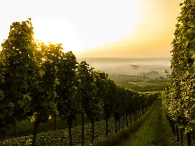 Vine — лоза