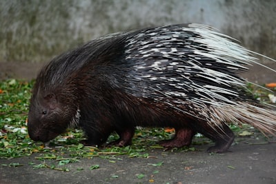 Porcupine — дикобраз