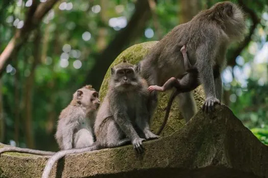 Primate — Примат