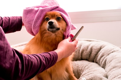 grooming — груминг