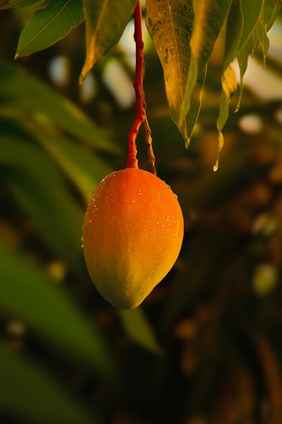 mangue — манго