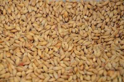 Malt — солод