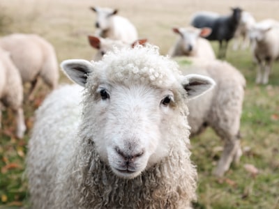 Tierschutz — защита животных