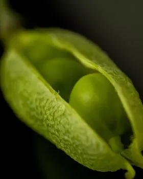 bean — Фасоль