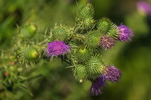 Thistle — Чертополох