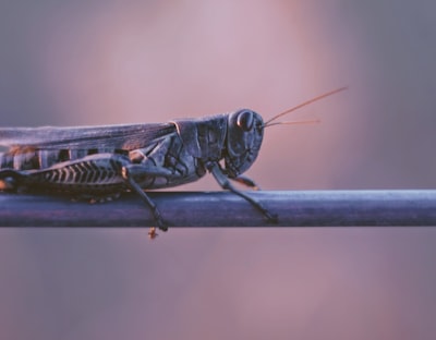 locust — саранча