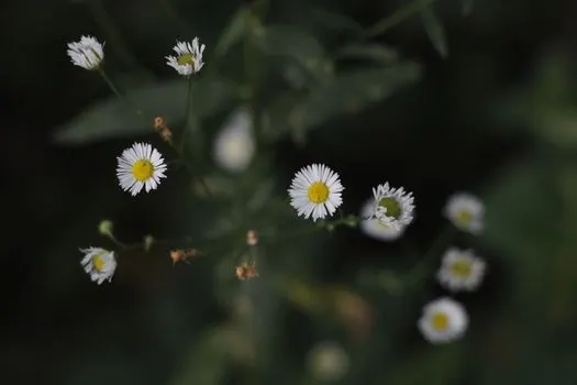 daisies — ромашки