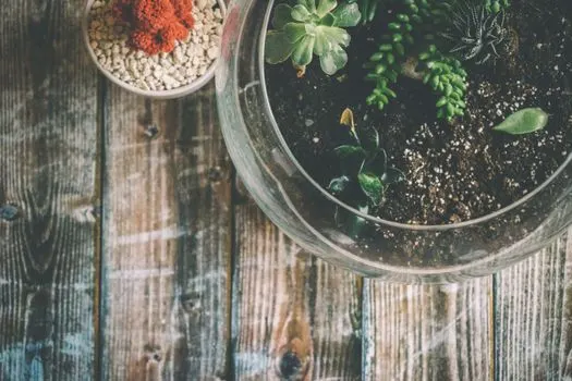 Terrarium — Терариум