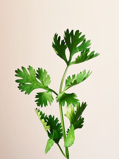 Parsley — петрушка