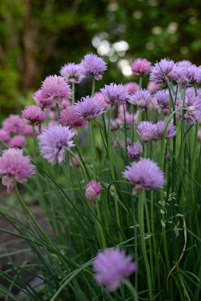 chives — шнитт-лук