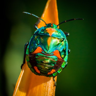 bug — насекомое