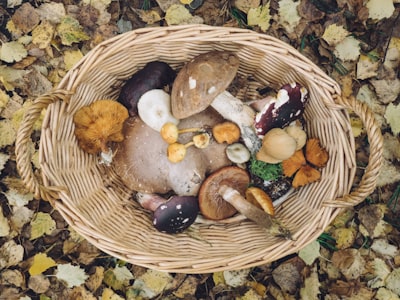 Pilze sammeln — собирать грибы