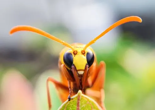 Fire hornet — Огненный шершень