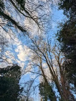 Overlooking woods — Вид на лес