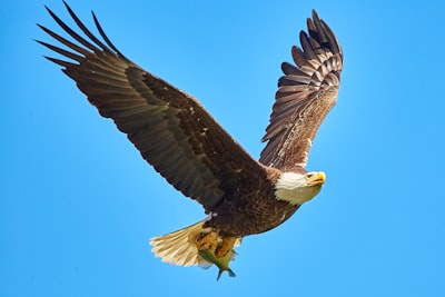 Eagle — орёл